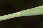 Common velvetgrass